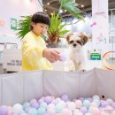 전주애견유치원 몽카롱 이미지