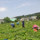 🌟 희망교육만 할인 ! 🌟 후기 좋은 제주 미니밤호박 ! (꼬마밤호박도 개시^.^) 이미지