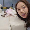 캣플코지눅 시화점 이미지