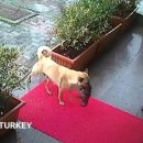 AP 동물병원 이미지