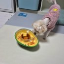 포우 | 노즈워크 강아지 간식 장난감 추천, 포우퀘스트 아보카도 내돈내산 후기(단계조절)