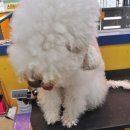 신정애견 이미지