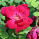 에버로즈 이미지