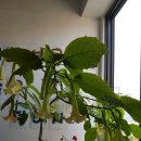 평안교회 이미지