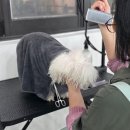 대림애견