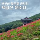 백양산 | 부산 백양산 운수사 꽃무릇 개화상황 숲놀이터 후기