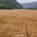 법인밀과노닐다