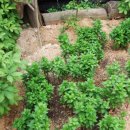 군자농장 이미지