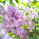 일락농원 이미지