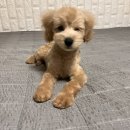 헬로도그맘
