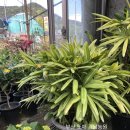 애란농장 이미지