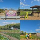 연꽃단지 | 경기도 근교 여름 여행지 추천 용인 내동마을 연꽃단지 실제 후기