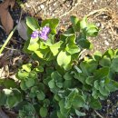 제주 사람발자국과 동물발자국 화석산지 이미지