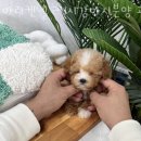 마리켄넬 24시강아지분양 애견분양 애견샵 이미지