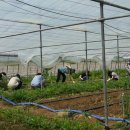 삼도농장 이미지