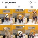 그루몽 네이버블로그