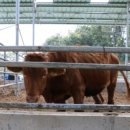 연강마루목장 이미지