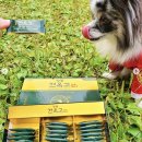 광동한방사료㈜ | “광동제약이 만든 반려견 영양제라니?! 믿고 먹이는 견옥고🐾”