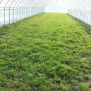 청정미나리영농조합법인 이미지