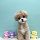 스타애견미용 이미지