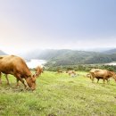 아띠목장 이미지