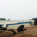 덕산 흑염소 농장 이미지