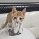 고양이집 | 길냥이 야외 고양이집 방수집 후기 아늑한 길고양이 숨숨집 추천