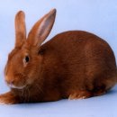 애완용 토끼 - 뉴질랜드 레드 이미지
