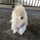 회초랑 | 불지옥 오사카 1