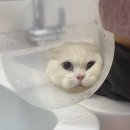 쥬디캣(Judy Cat) | 아롬이와 포나의 부산고양이미용 쥬디캣 미용후기♡