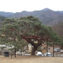 서창 소나무 이미지