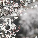 섬진강매화로 이미지