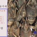 가재 이미지