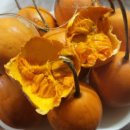 하늘타리 이미지