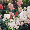 꽃차만들기 이미지