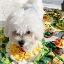 미소유치원(급식실 포함) | 서초 반포 강아지유치원 비용 솔직 후기 미용 할인은 덤!