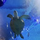 거북이 | [부산여행코스] 해운대 아쿠아리움 리얼 후기🦈 거북이랑 펭귄 보고 물멍까지