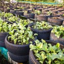 용한농장 이미지