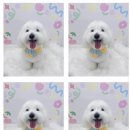 하늘펫살롱 이미지