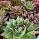 쿤타킨테 이미지