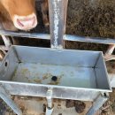 수월한우농장 이미지