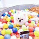 모여라 댕댕 이미지