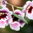 밀토니아(miltonia)