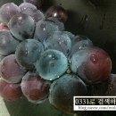 거봉종합식품