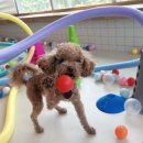 털로덮인친구들(동탄호수공원점) 이미지