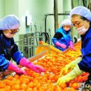 제주특별자치도개발공사(감귤복합처리가공공장) 이미지