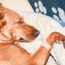 초콜릿종합동물병원 이미지