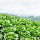 보은군 과수거점산지유통센터 | 배추값 불안정 시대, 농가 소득 보전과 수급 안정 필요