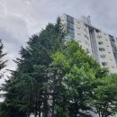 대전 둔산동눈썹 자연스러운 눈썹으로 미엔느뷰티에서 귀찮은 눈썹화장 바이바이 자연눈썹 첫 경험 후기