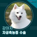 해든동물병원 | 의정부 해든 동물병원 강아지 자궁축농증 수술 후기